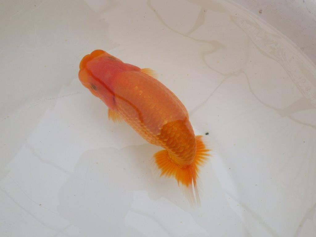 【全国大会東大関獲得ブリーダー 】大迫力!!当歳らんちゅう約15,5㎝メス?