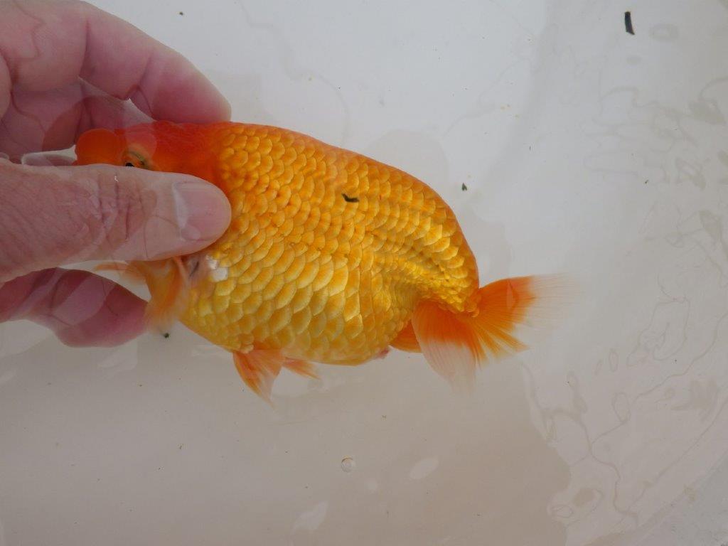 【全国大会東大関獲得ブリーダー 】大迫力!!当歳らんちゅう約15,5㎝メス?