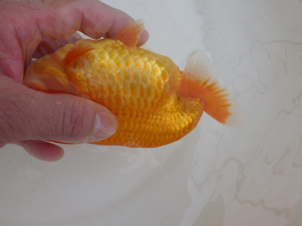 【全国大会東大関獲得ブリーダー 】大迫力!!当歳らんちゅう約15,5㎝メス?