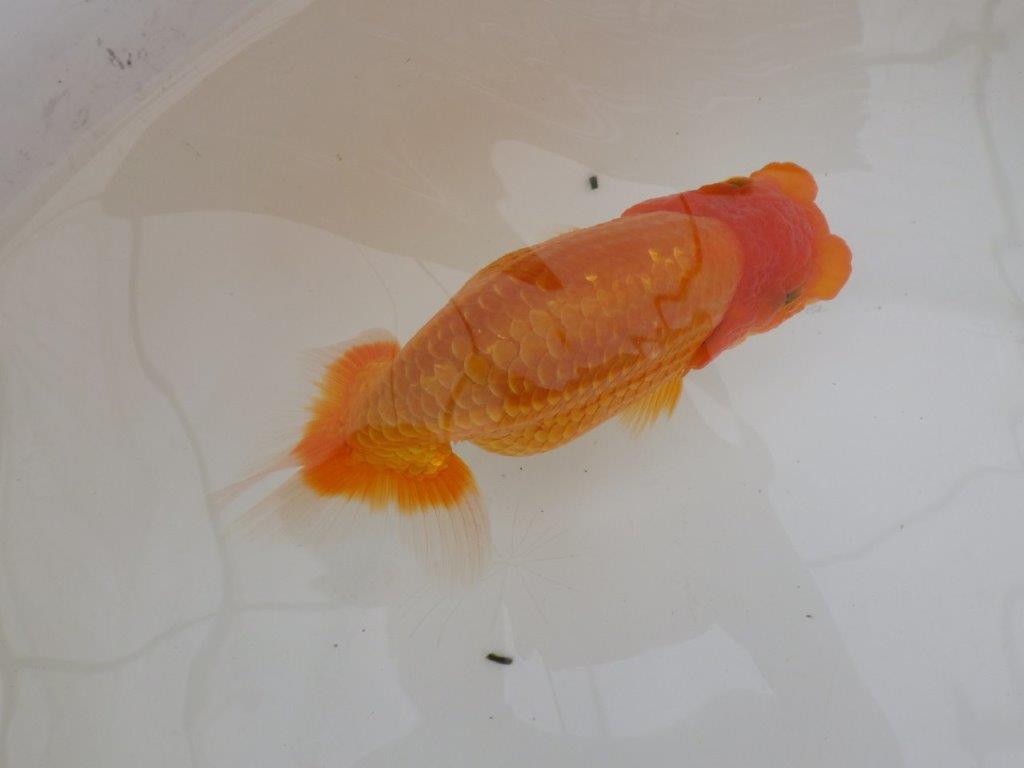 【全国大会東大関獲得ブリーダー 】今後の成長に期待しましょう！当歳らんちゅう約15㎝メス？