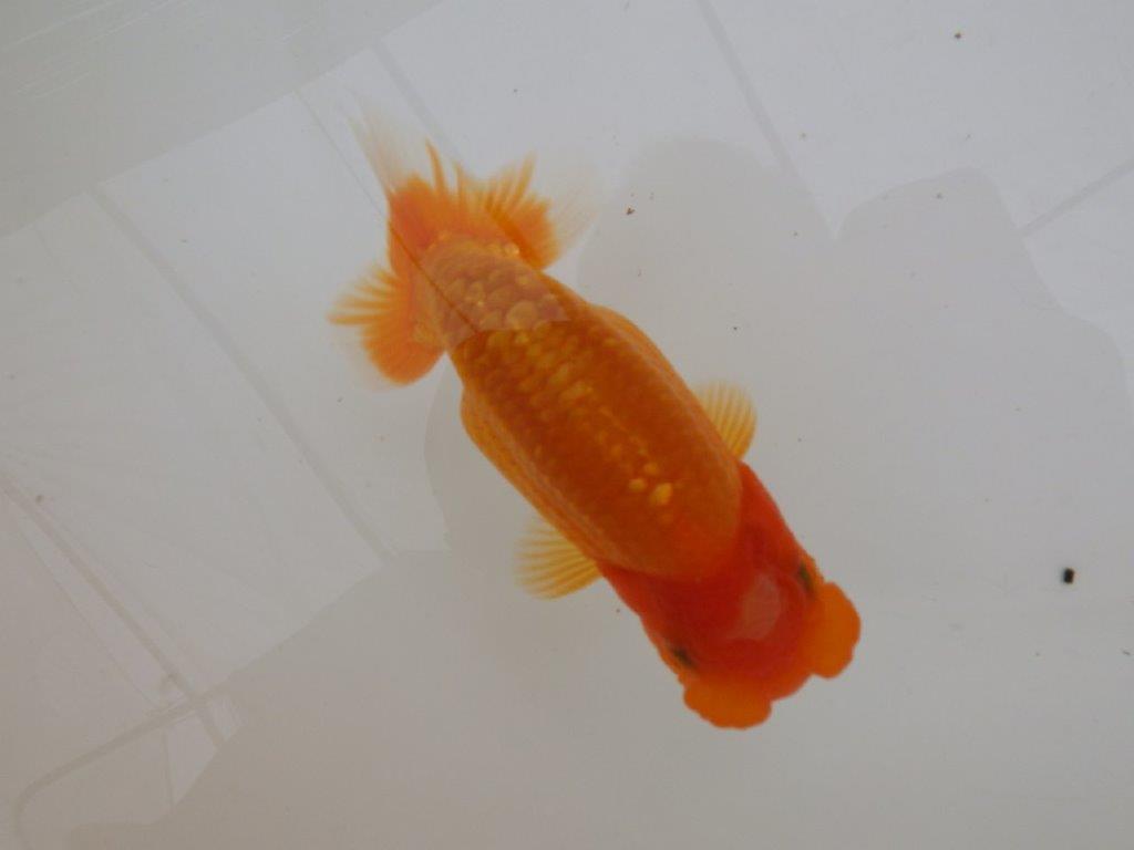 【全国大会東大関獲得ブリーダー 】面白い魚です！当歳らんちゅう約13㎝オス？