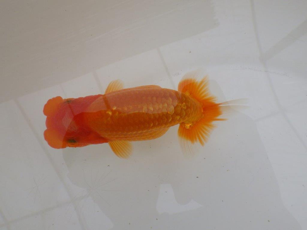 【全国大会東大関獲得ブリーダー 】面白い魚です！当歳らんちゅう約13㎝オス？