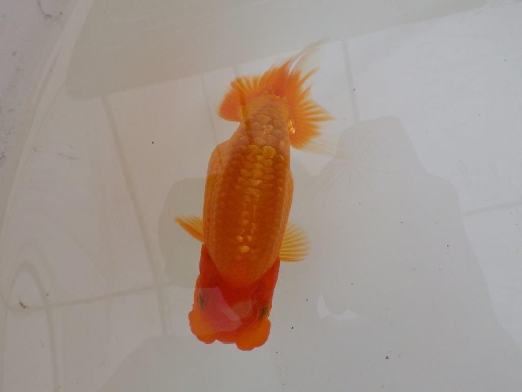 【全国大会東大関獲得ブリーダー 】面白い魚です！当歳らんちゅう約13㎝オス？