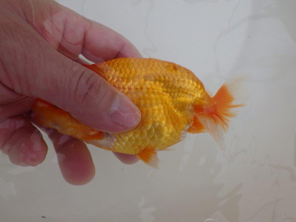 【全国大会東大関獲得ブリーダー 】面白い魚です！当歳らんちゅう約13㎝オス？