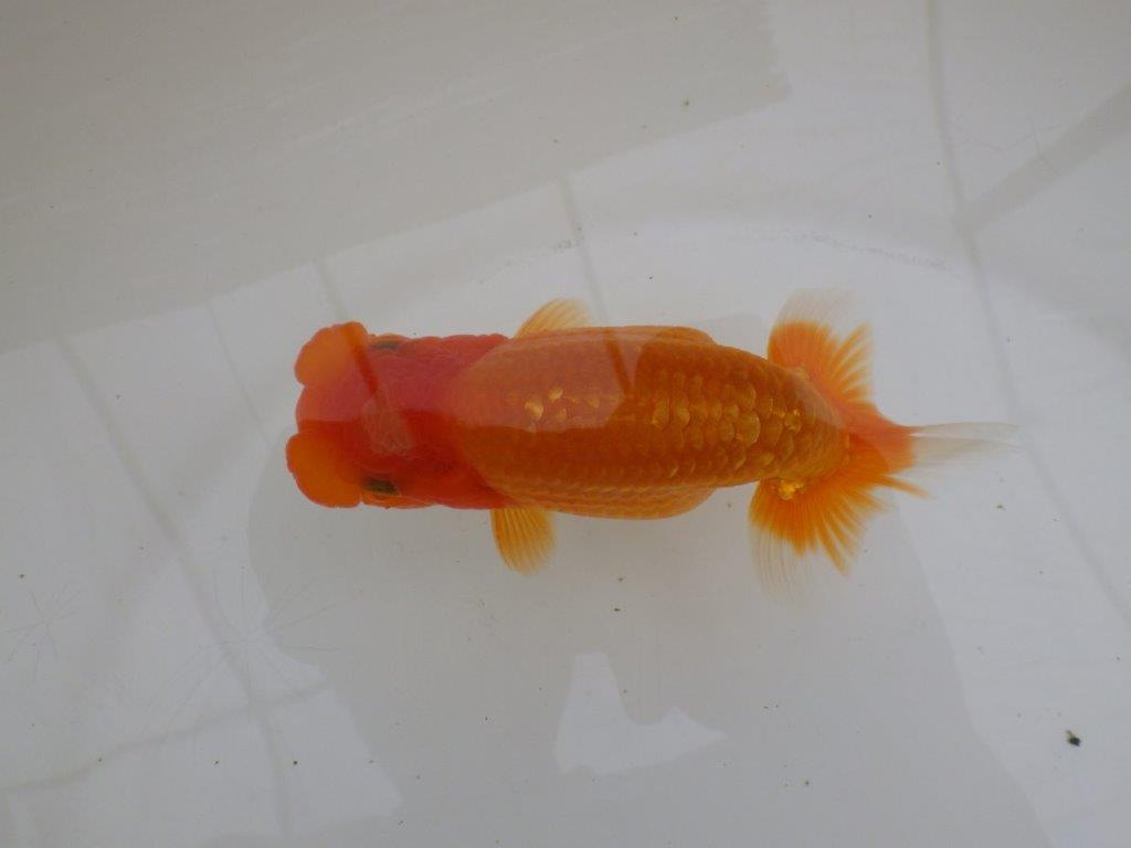 【全国大会東大関獲得ブリーダー 】面白い魚です！当歳らんちゅう約13㎝オス？