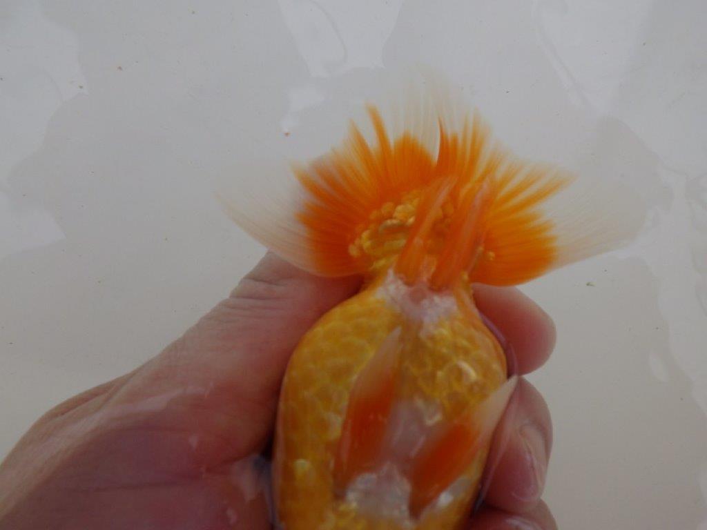 【全国大会東大関獲得ブリーダー 】面白い魚です！当歳らんちゅう約13㎝オス？