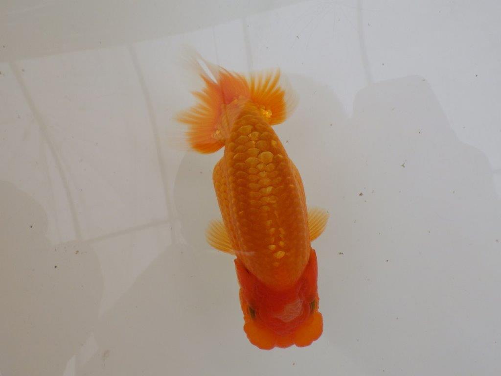 【全国大会東大関獲得ブリーダー 】面白い魚です！当歳らんちゅう約13㎝オス？