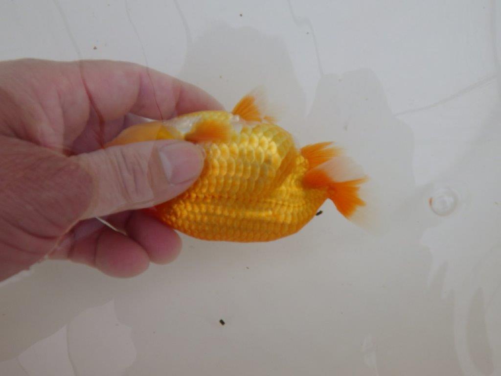 【全国大会東大関獲得ブリーダー 】面白い魚です！当歳らんちゅう約13㎝オス？