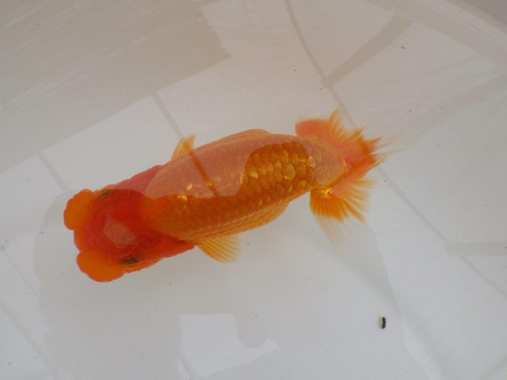 【全国大会東大関獲得ブリーダー 】面白い魚です！当歳らんちゅう約13㎝オス？
