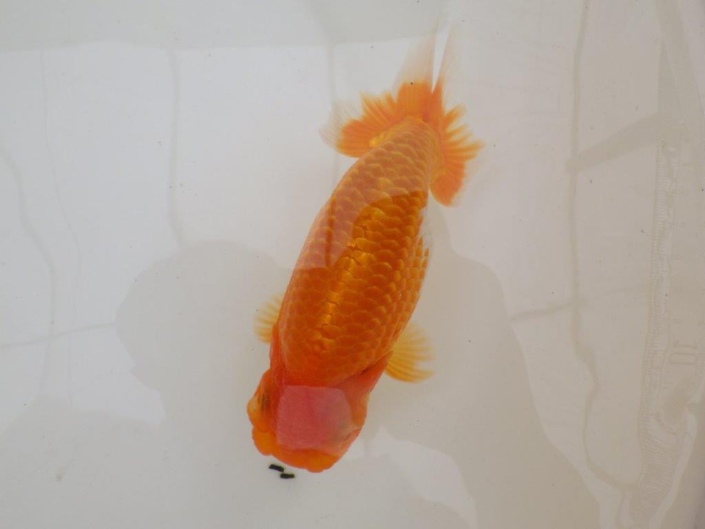 【全国大会東大関獲得ブリーダー 】最高級の尾型と美しい背なり!当歳らんちゅう約14,5㎝