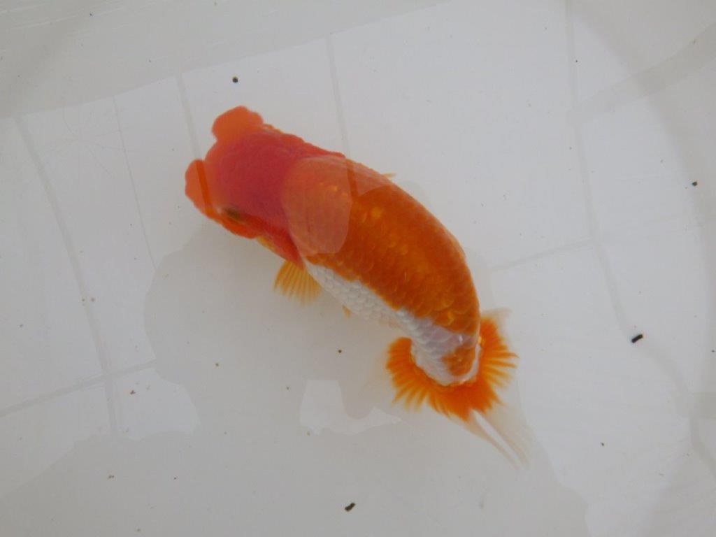 【全国大会東大関獲得ブリーダー 】鑑賞のみではもったいない！！当歳らんちゅう約15,5㎝