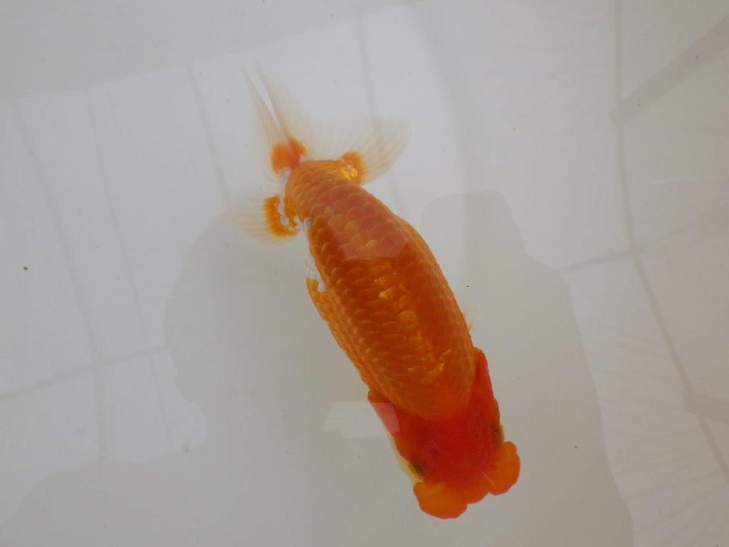 【全国大会東大関獲得ブリーダー 】素晴らしい雰囲気の当歳らんちゅう約13,5㎝メス？
