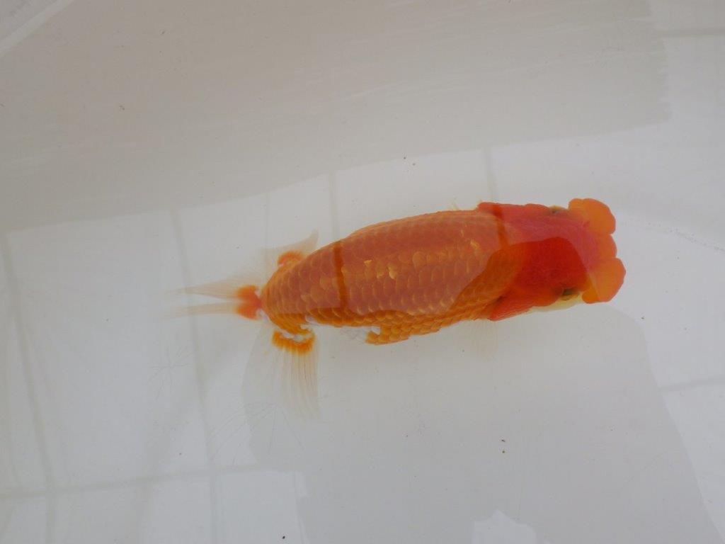【全国大会東大関獲得ブリーダー 】素晴らしい雰囲気の当歳らんちゅう約13,5㎝メス？