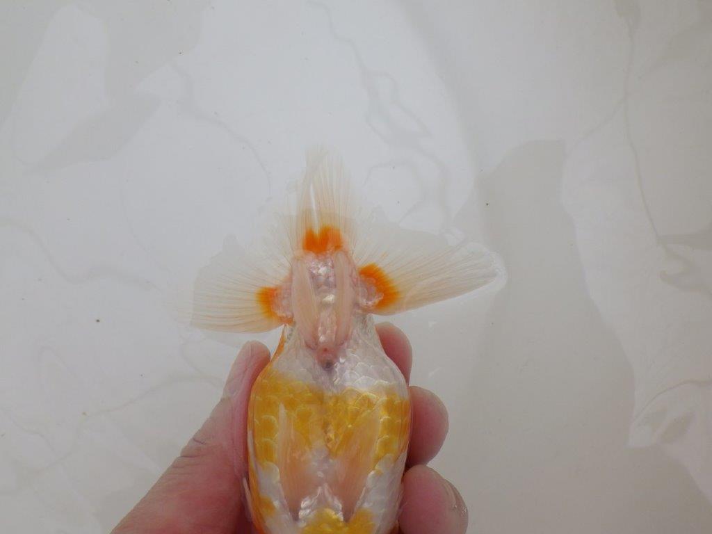 【全国大会東大関獲得ブリーダー 】素晴らしい雰囲気の当歳らんちゅう約13,5㎝メス？