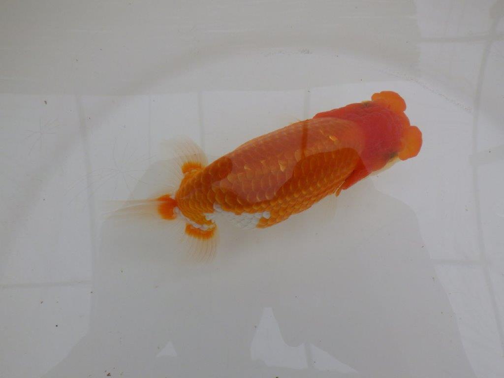 【全国大会東大関獲得ブリーダー 】素晴らしい雰囲気の当歳らんちゅう約13,5㎝メス？