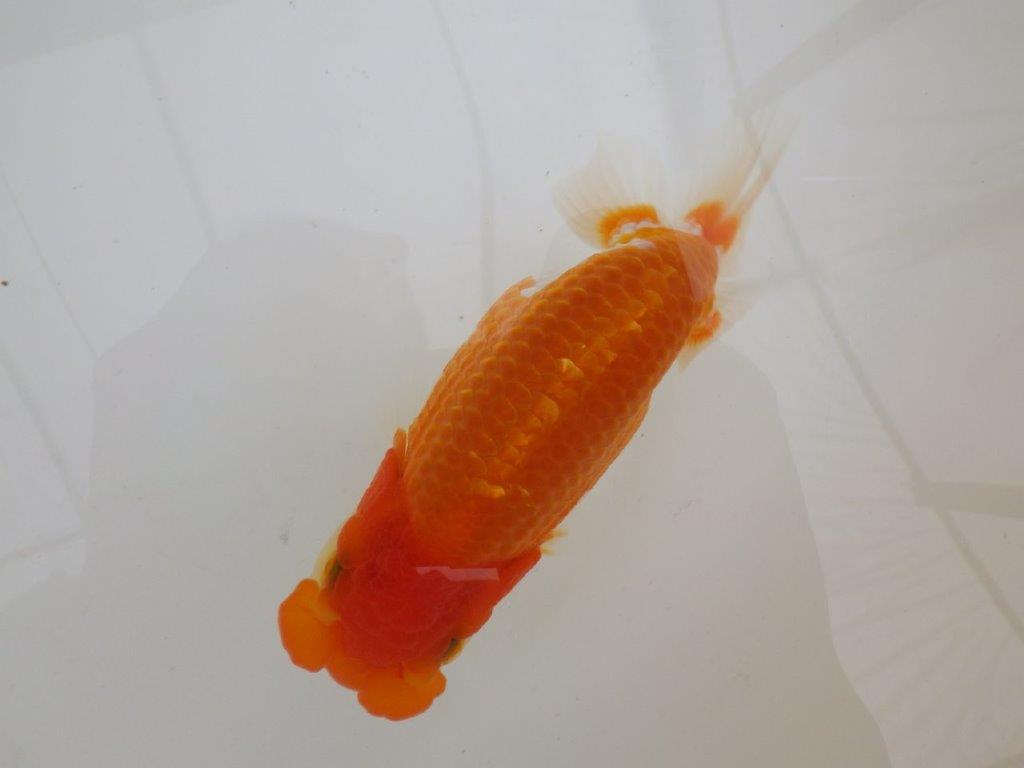 【全国大会東大関獲得ブリーダー 】素晴らしい雰囲気の当歳らんちゅう約13,5㎝メス？