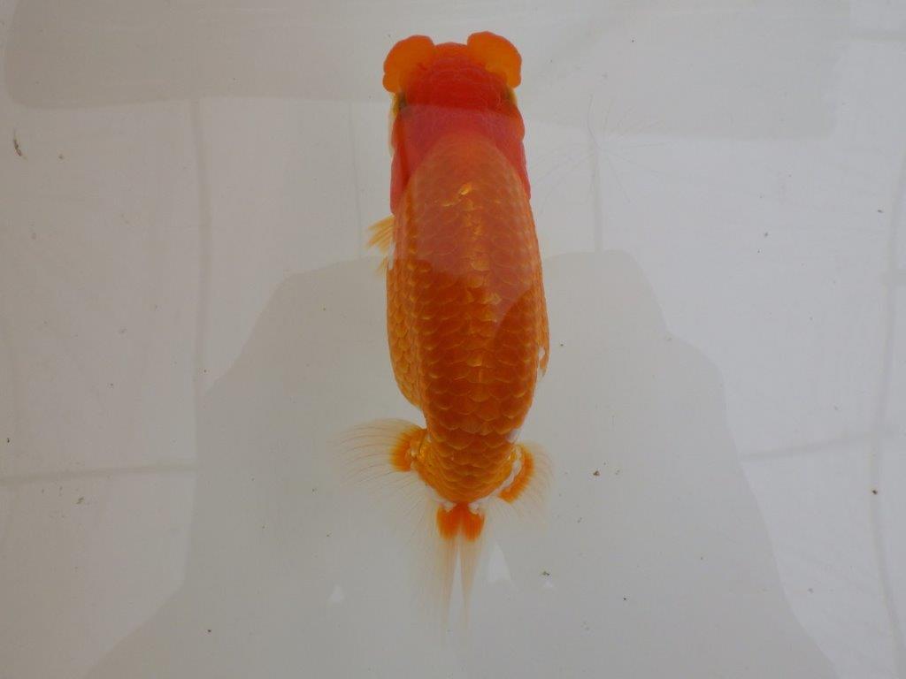 【全国大会東大関獲得ブリーダー 】素晴らしい雰囲気の当歳らんちゅう約13,5㎝メス？