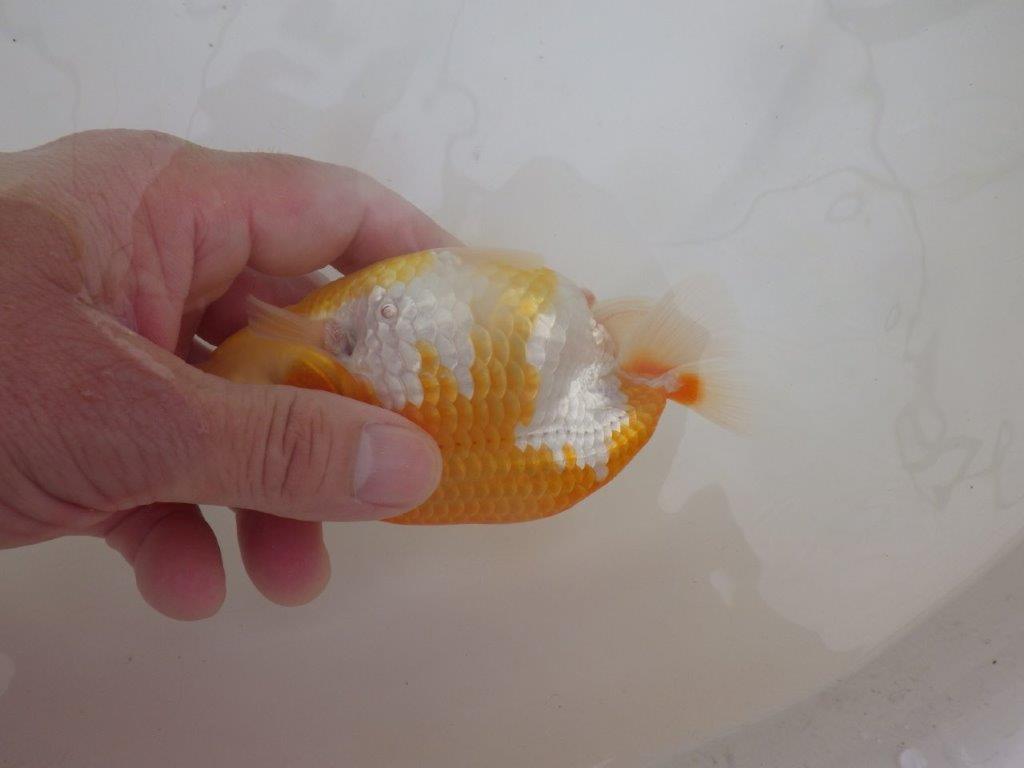【全国大会東大関獲得ブリーダー 】素晴らしい雰囲気の当歳らんちゅう約13,5㎝メス？