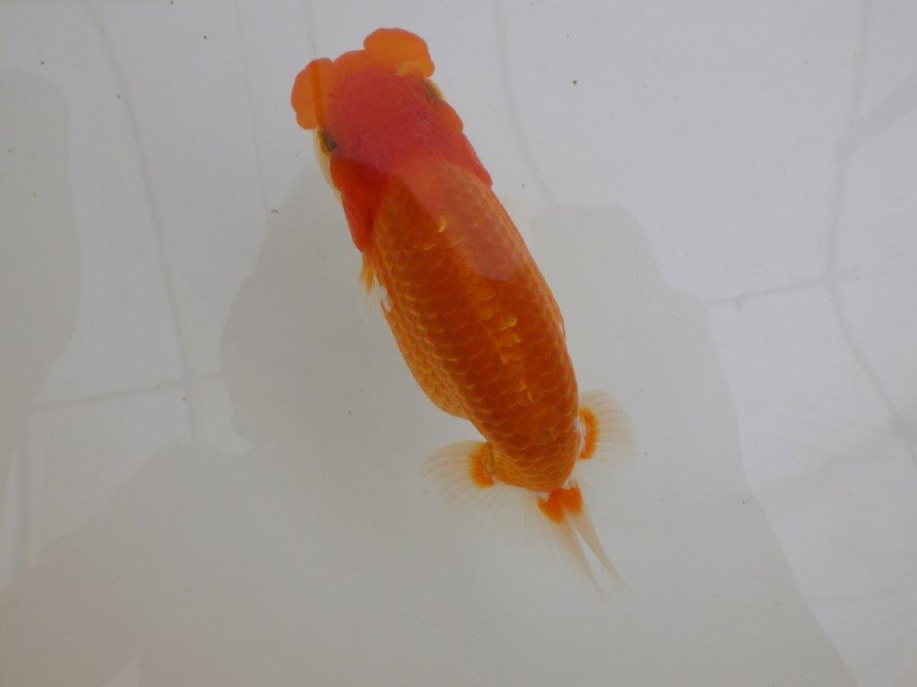 【全国大会東大関獲得ブリーダー 】素晴らしい雰囲気の当歳らんちゅう約13,5㎝メス？