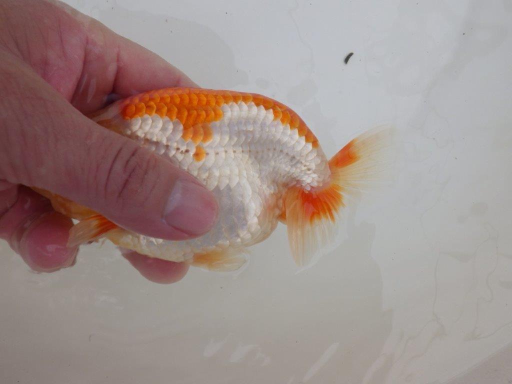【全国大会東大関獲得ブリーダー 】ご無理を言ってお譲り頂きました！当歳らんちゅう約14㎝オス？
