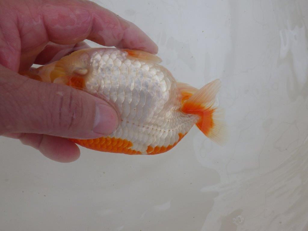 【全国大会東大関獲得ブリーダー 】ご無理を言ってお譲り頂きました！当歳らんちゅう約14㎝オス？