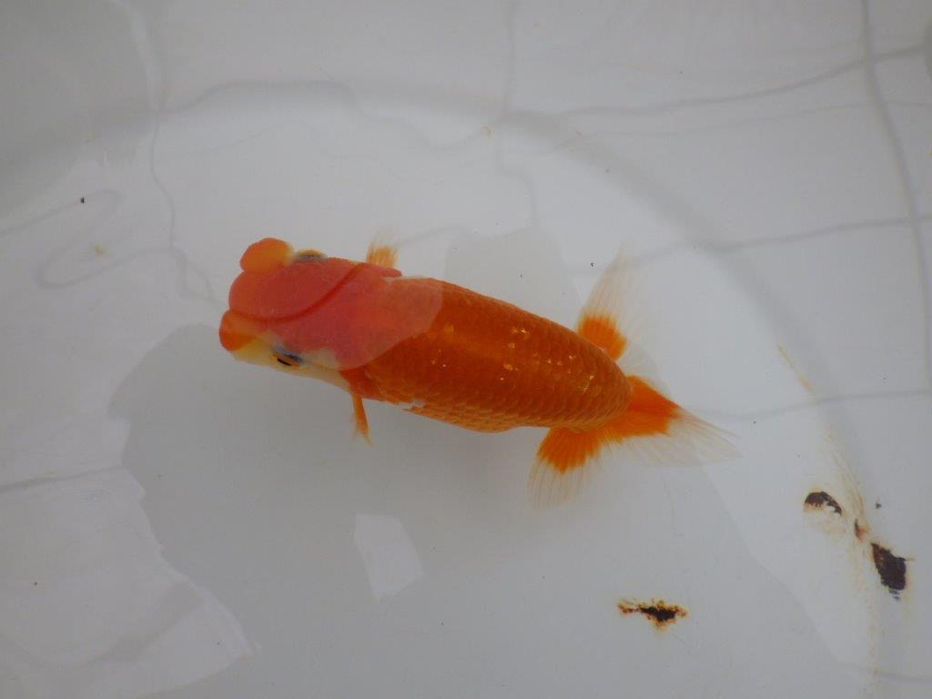 【全国大会西大関獲得ブリーダー 】綺麗な柄の更紗!当歳らんちゅう約12,5㎝オス?