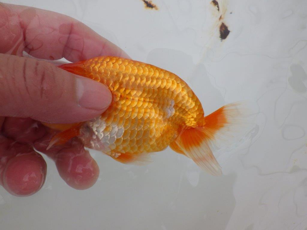 【全国大会西大関獲得ブリーダー 】綺麗な柄の更紗!当歳らんちゅう約12,5㎝オス?