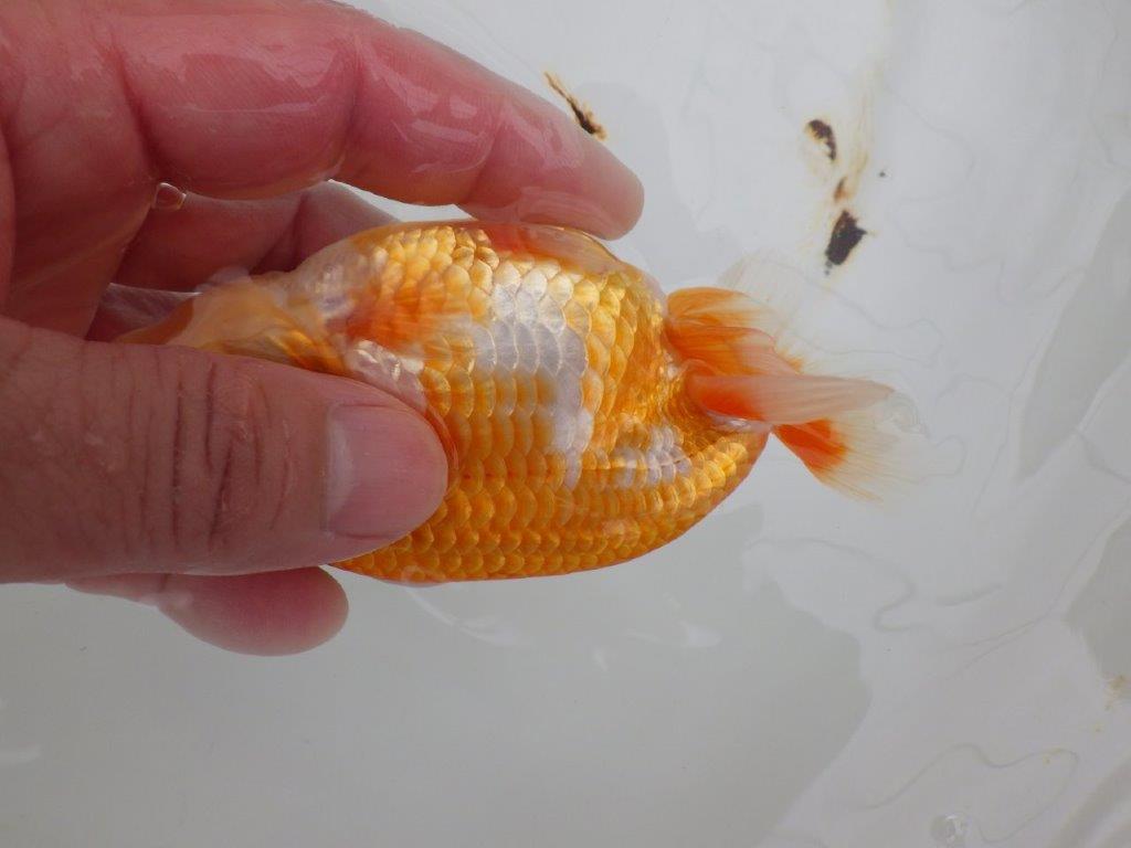 【全国大会西大関獲得ブリーダー 】綺麗な柄の更紗!当歳らんちゅう約12,5㎝オス?