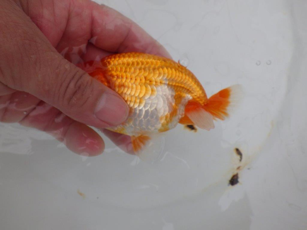 【全国大会西大関獲得ブリーダー 】背も綺麗でご鑑賞お勧め当歳らんちゅう約12,5㎝メス?