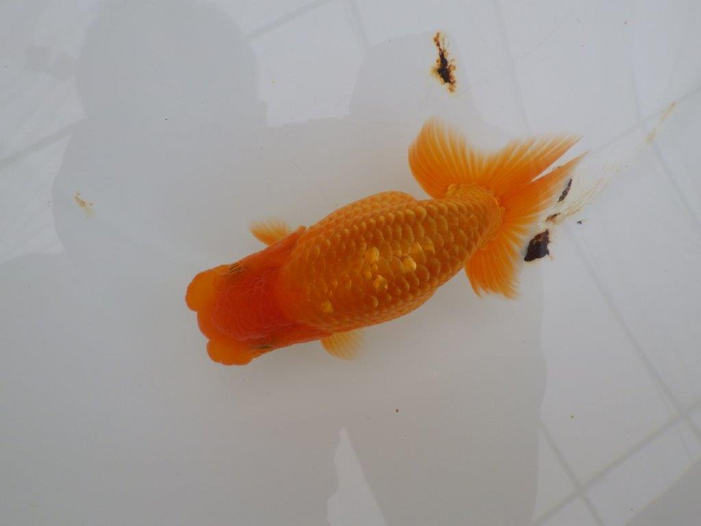 【全国大会西大関獲得ブリーダー 】素赤でもインパクトあり！当歳らんちゅう約12㎝オス？