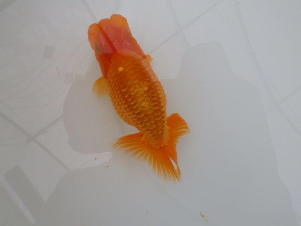 【全国大会西大関獲得ブリーダー 】素赤でもインパクトあり！当歳らんちゅう約12㎝オス？