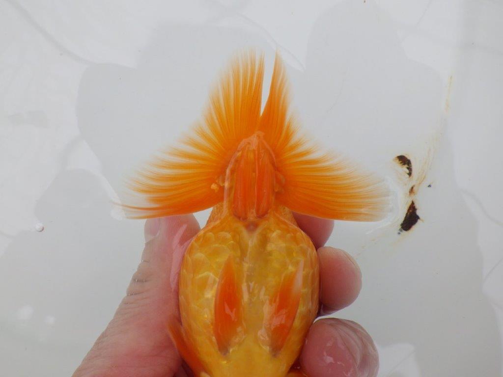 【全国大会西大関獲得ブリーダー 】素赤でもインパクトあり！当歳らんちゅう約12㎝オス？