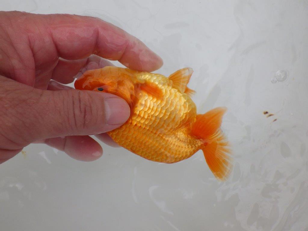 【全国大会西大関獲得ブリーダー 】素赤でもインパクトあり！当歳らんちゅう約12㎝オス？