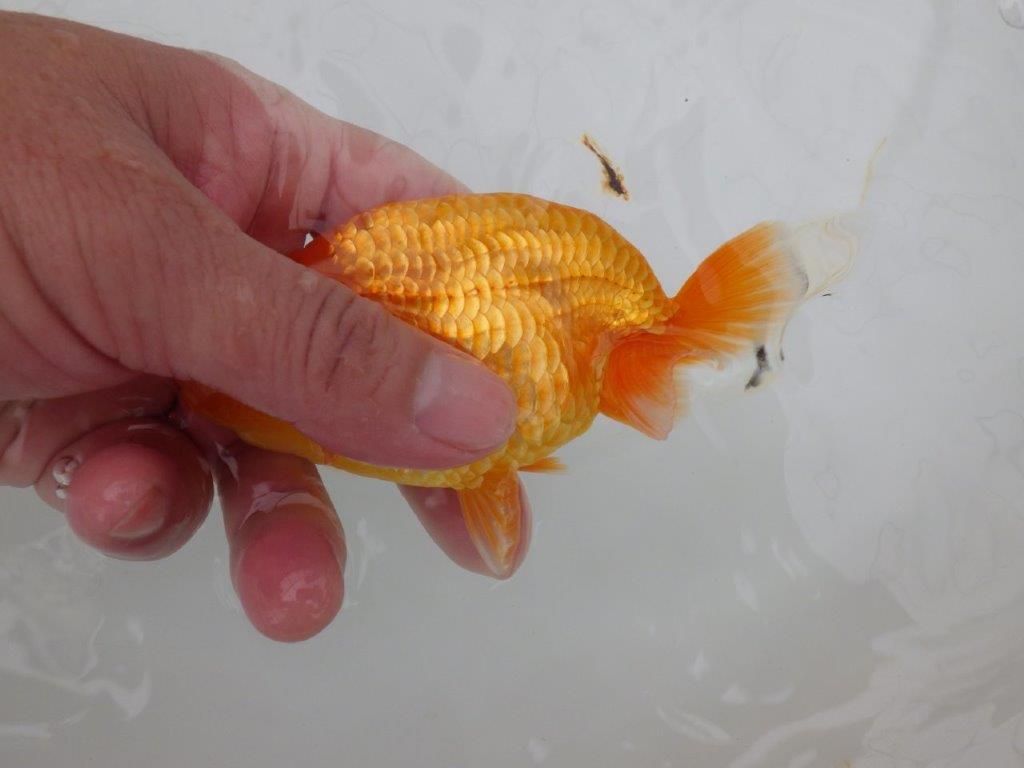 【全国大会西大関獲得ブリーダー 】素赤でもインパクトあり！当歳らんちゅう約12㎝オス？