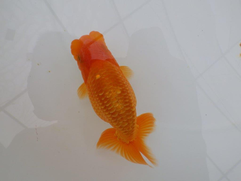 【全国大会西大関獲得ブリーダー 】素赤でもインパクトあり！当歳らんちゅう約12㎝オス？