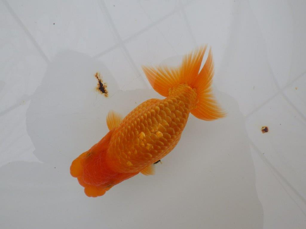 【全国大会西大関獲得ブリーダー 】素赤でもインパクトあり！当歳らんちゅう約12㎝オス？