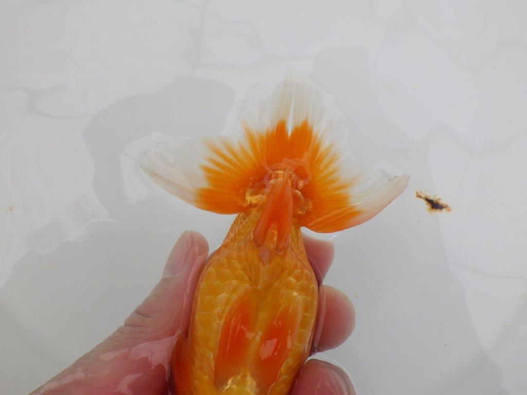 【全国大会西大関獲得ブリーダー 】種にもお勧め当歳らんちゅう約13㎝メス？