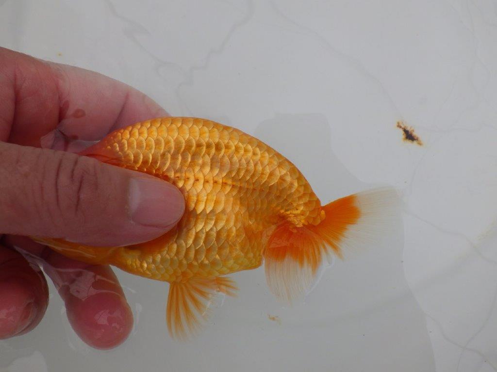 【全国大会西大関獲得ブリーダー 】種にもお勧め当歳らんちゅう約13㎝メス？