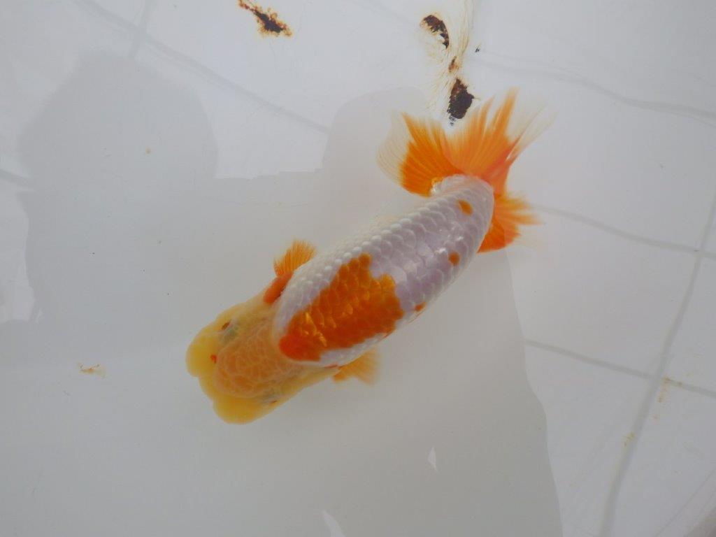 【全国大会西大関獲得ブリーダー 】メリハリの利いた柄でお勧め当歳らんちゅう約13㎝オス?