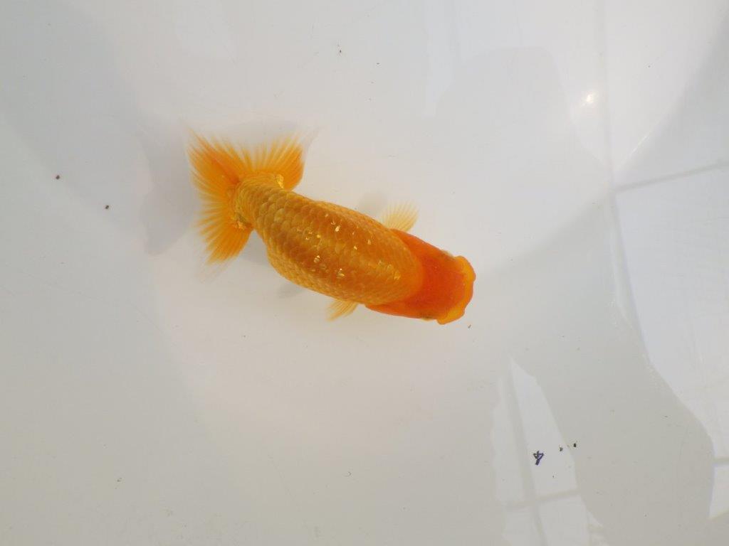 【逸品当歳らんちゅう】種にもお勧めのらんちゅう　約12,5ｃｍ前後　オス？