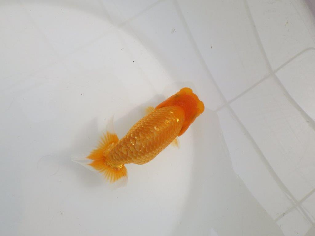 【逸品当歳らんちゅう】頭と尾に魅力ありのらんちゅう　約13,5ｃｍ前後　メス？