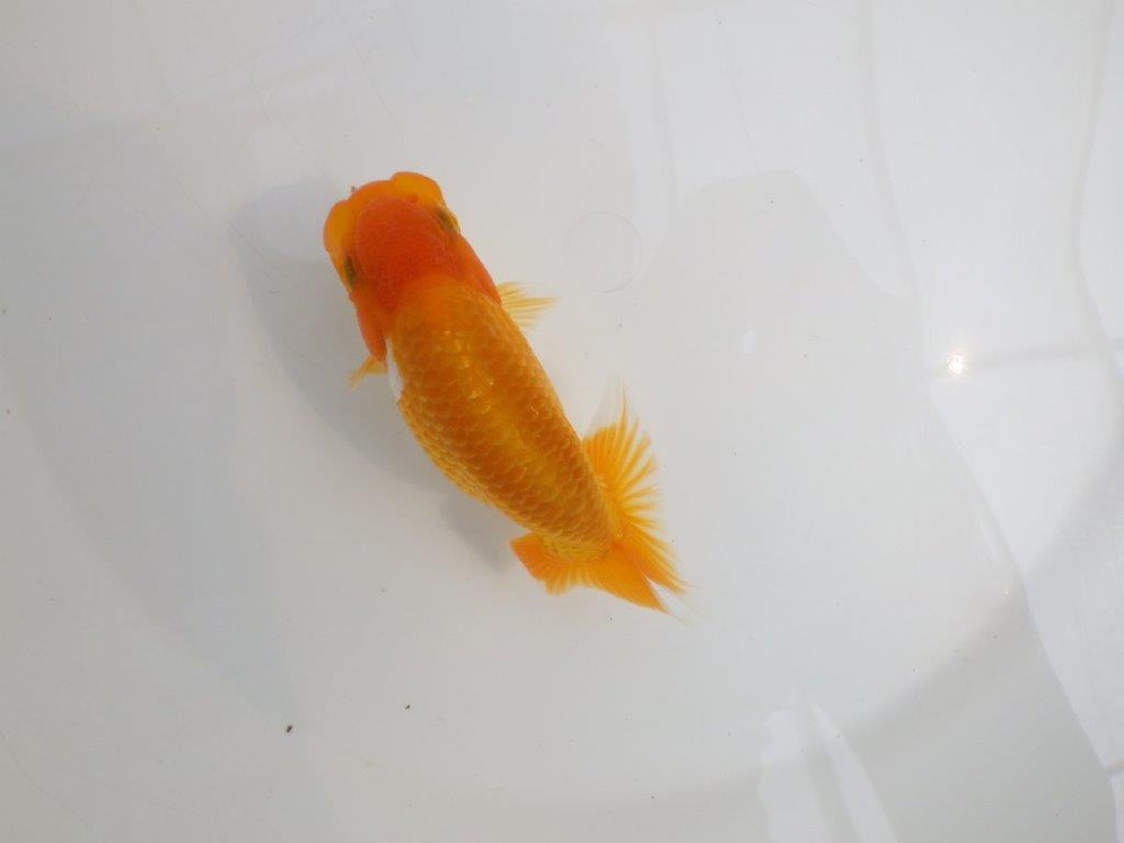 【逸品当歳らんちゅう】背なりが美しいらんちゅう　約12ｃｍ前後　オス？