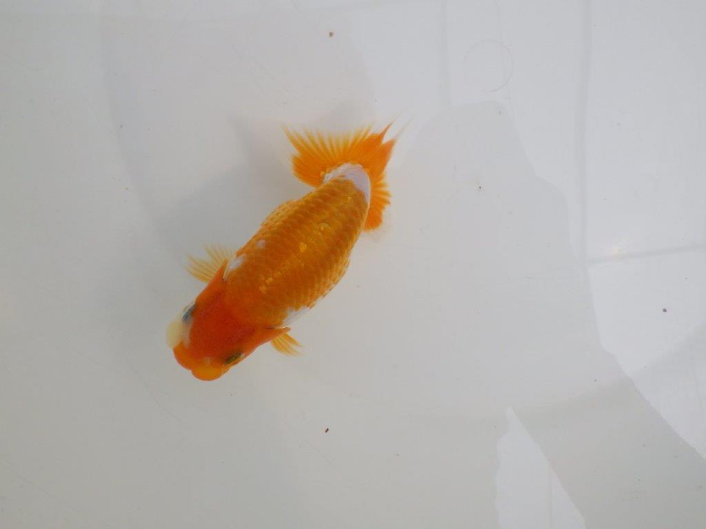 【逸品当歳らんちゅう】成長次第で楽しめるらんちゅう　約12,5ｃｍ前後　メス？
