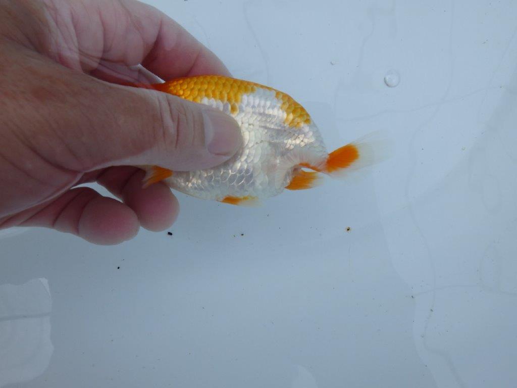 【逸品当歳らんちゅう】綺麗な更紗らんちゅう　約12,5ｃｍ前後　オス？