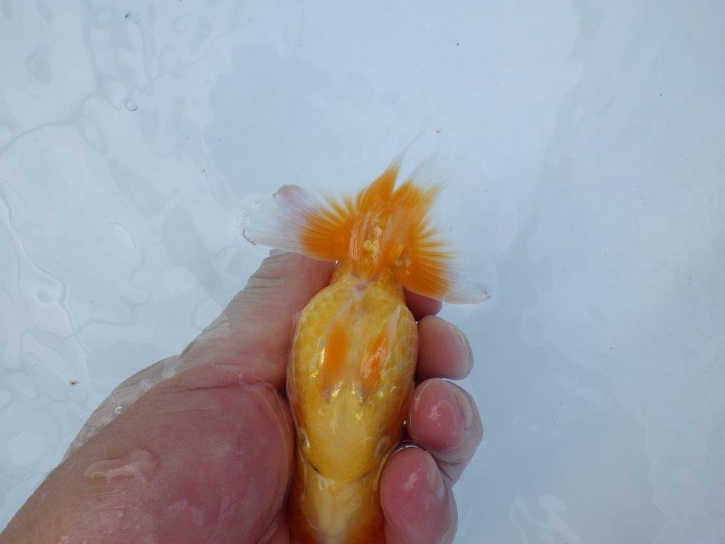 【逸品当歳らんちゅう】バランスよく整ったらんちゅう　約12ｃｍ前後　メス？