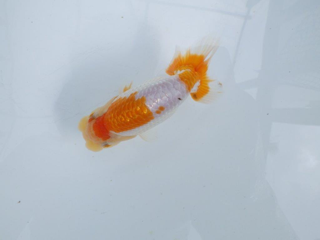 【 鉄板！！】飼い込みお勧めの更紗らんちゅう　東大関系統　約12,5㎝  オス？