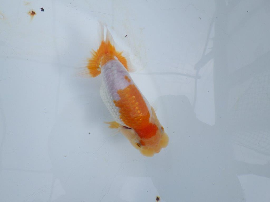 【 鉄板！！】飼い込みお勧めの更紗らんちゅう　東大関系統　約12,5㎝  オス？
