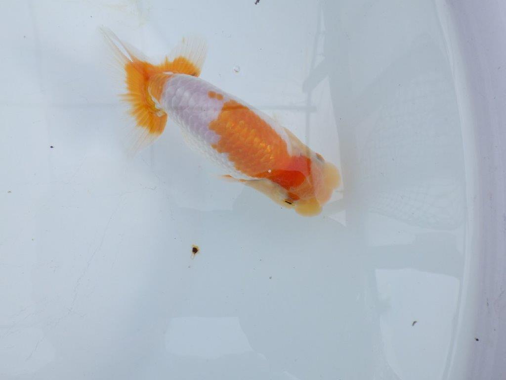 【 鉄板！！】飼い込みお勧めの更紗らんちゅう　東大関系統　約12,5㎝  オス？