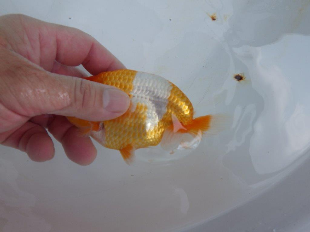 【 鉄板！！】素晴らしい雰囲気、飼い込みお勧めらんちゅう　東大関系統　約1３,5㎝  オス？