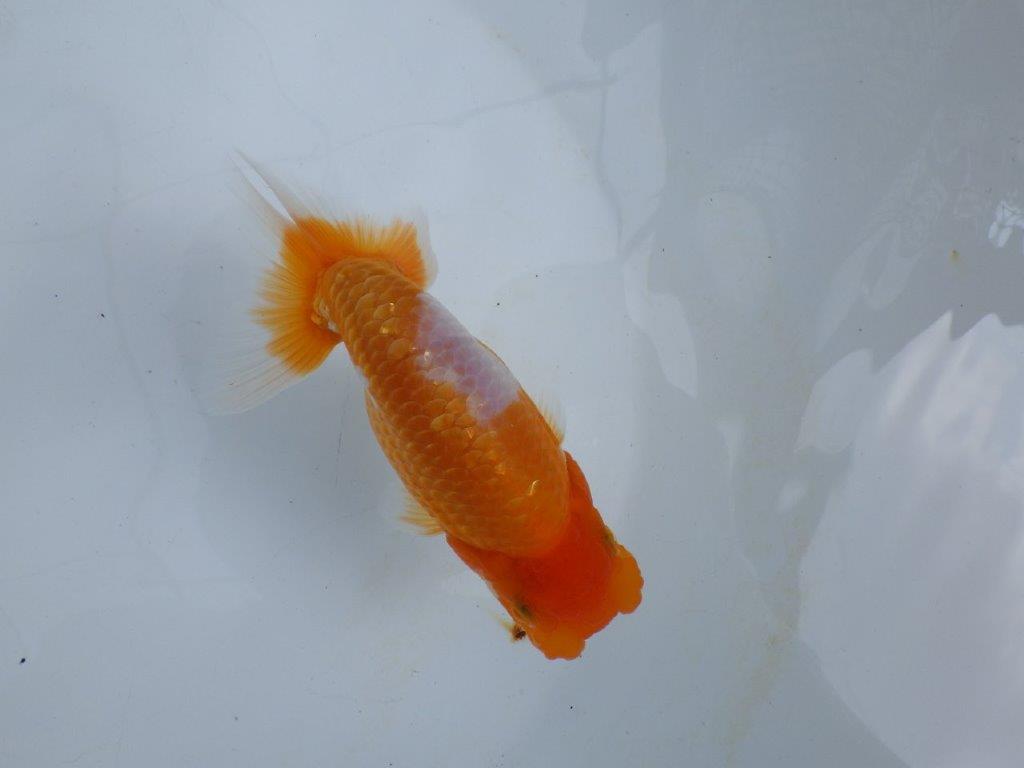 【 鉄板！！】素晴らしい雰囲気、飼い込みお勧めらんちゅう　東大関系統　約1３,5㎝  オス？の上身